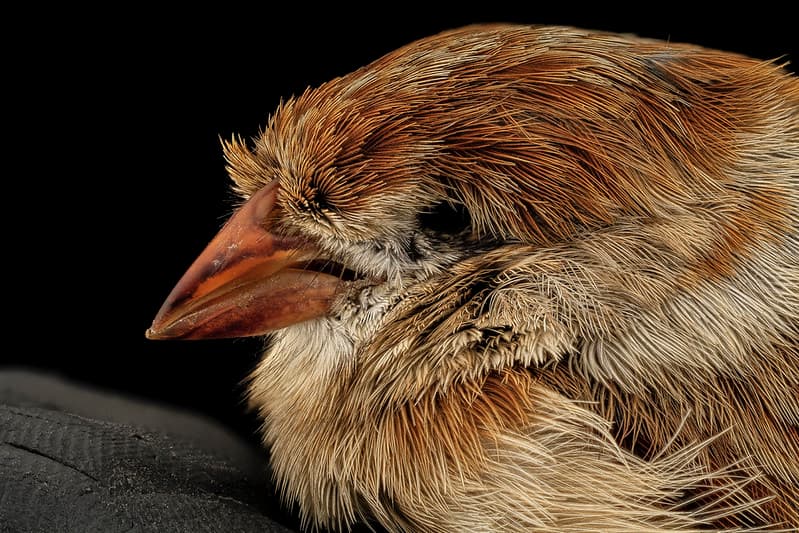 Field sparrow, head, dc 2014-05-05-16.16.18 ZS PMax