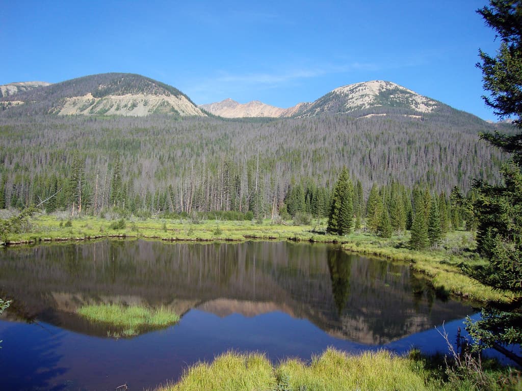 Mountain Pine Beetles
