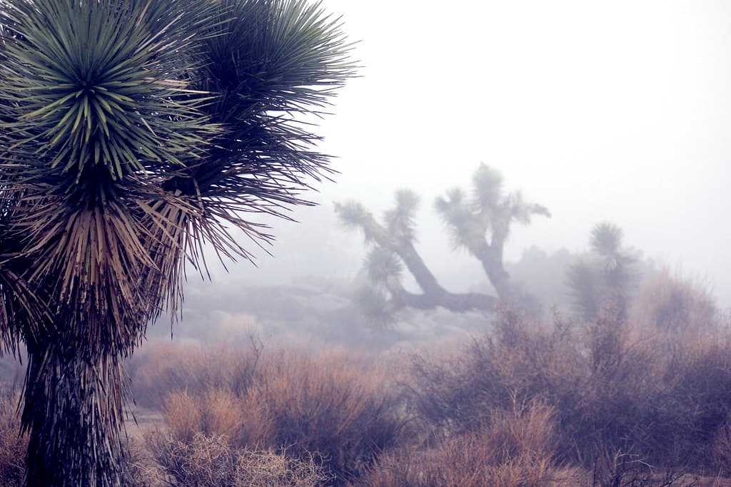 In the clouds near Keys View