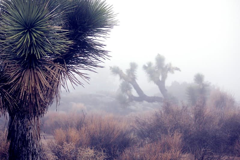 In the clouds near Keys View