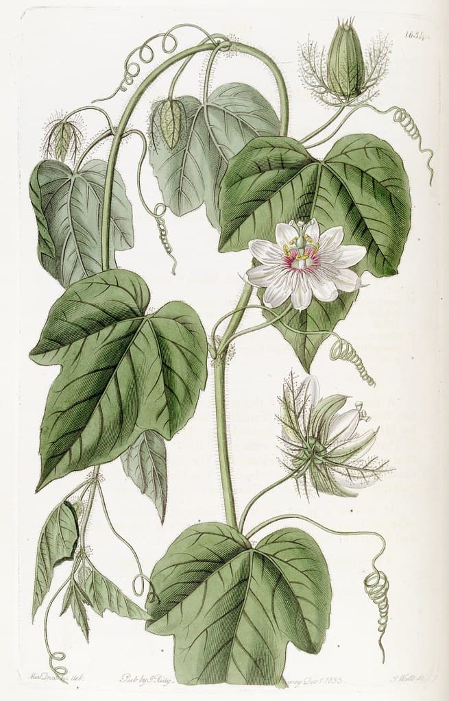Botanical, botany, domain