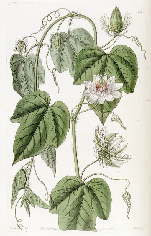 Botanical, botany, domain