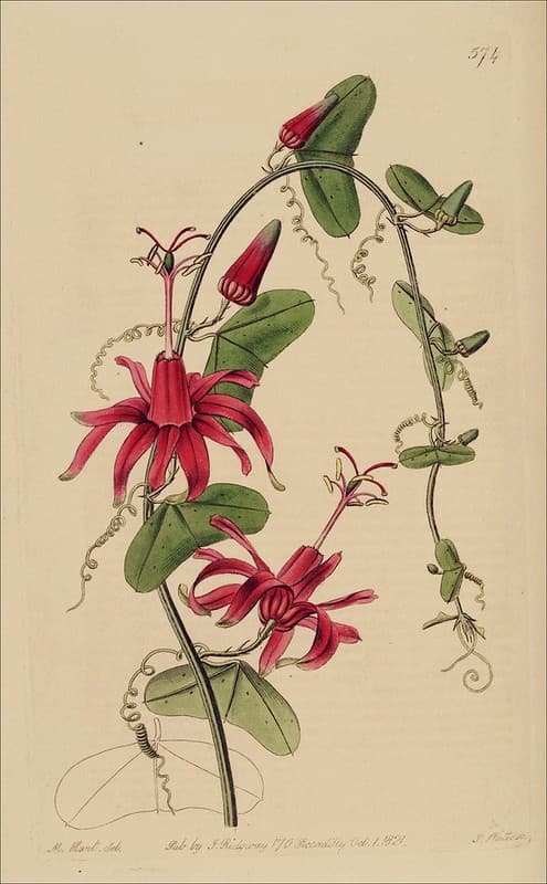 Virgin Island Passionflower vine (Passiflora murucuja)