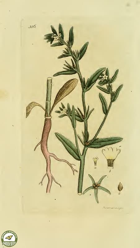 Botanical, botany, flowers