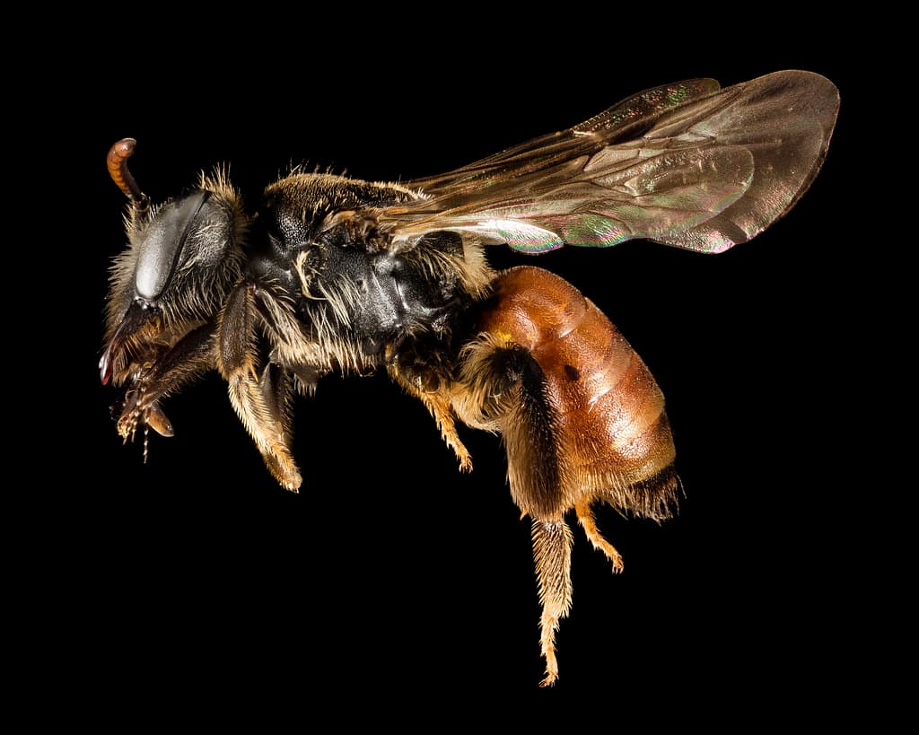 Andrenahybida, bee, bees