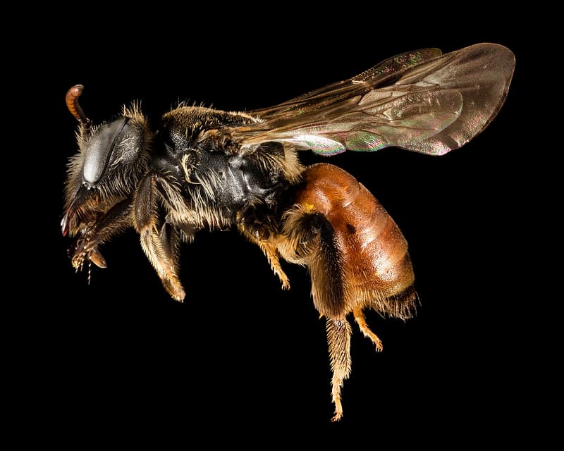 Andrenahybida, bee, bees