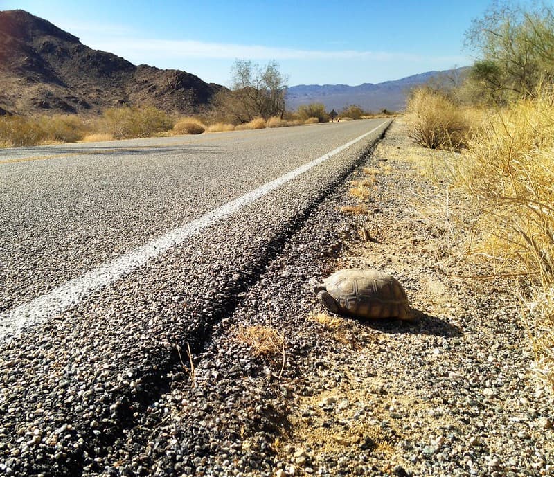 Desert tortoise (Gopherus agassizii) crossing the road