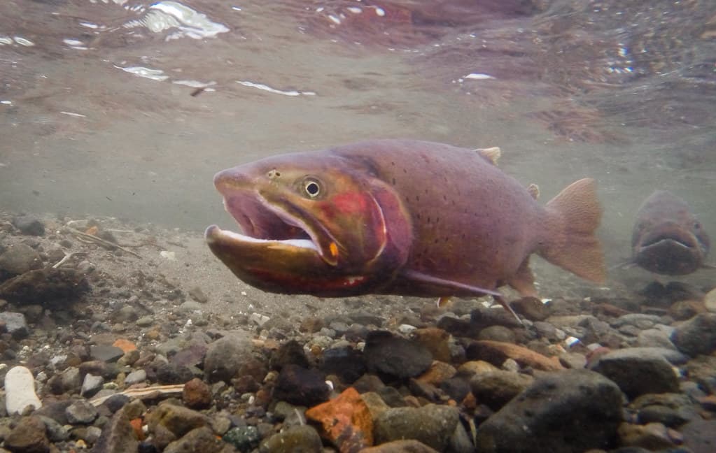 Cutthroat trout spawning above Trout Lake