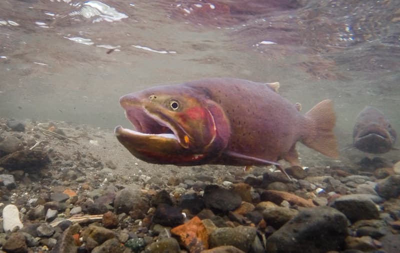 Cutthroat trout spawning above Trout Lake