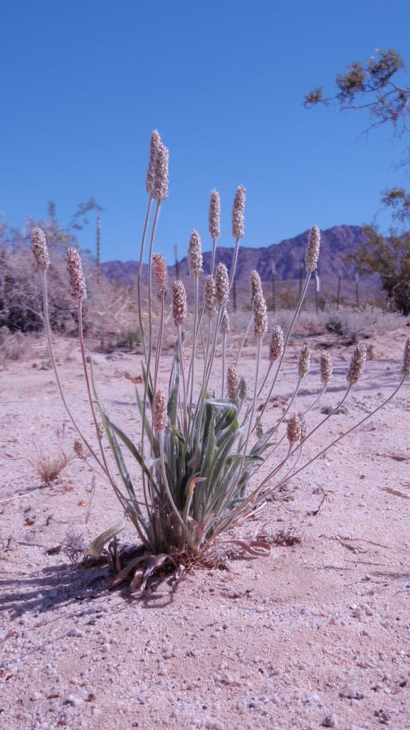 Desert indianwheat (Plantago Ovata)