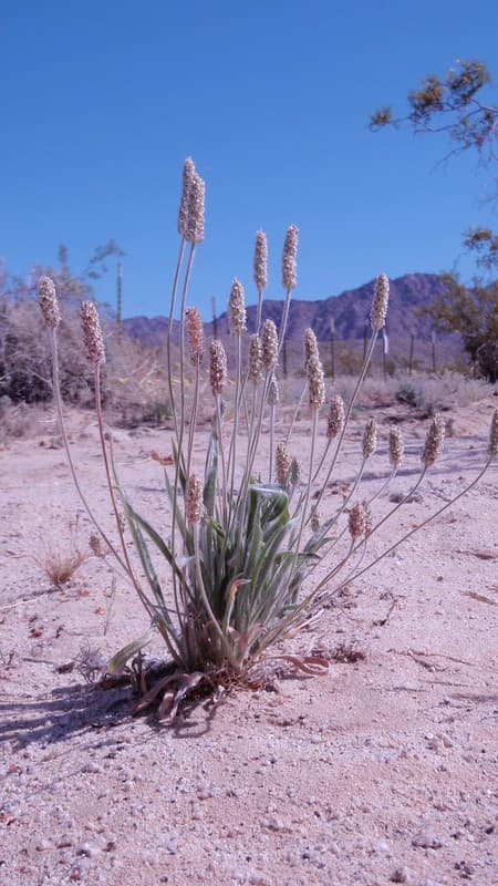 Desert indianwheat (Plantago Ovata)