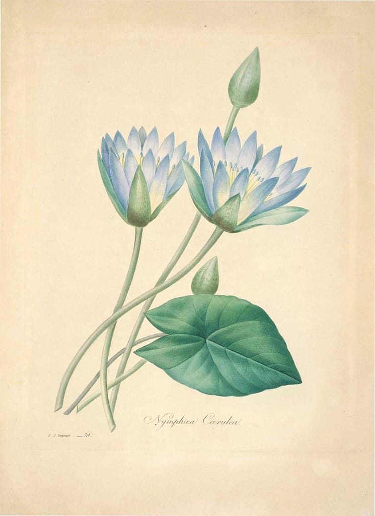 Botanical, botany, illustration