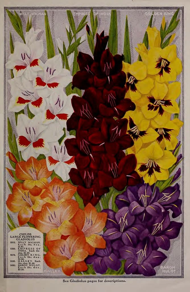 Gladiolus. John Lewis Childs, Inc. (1928)