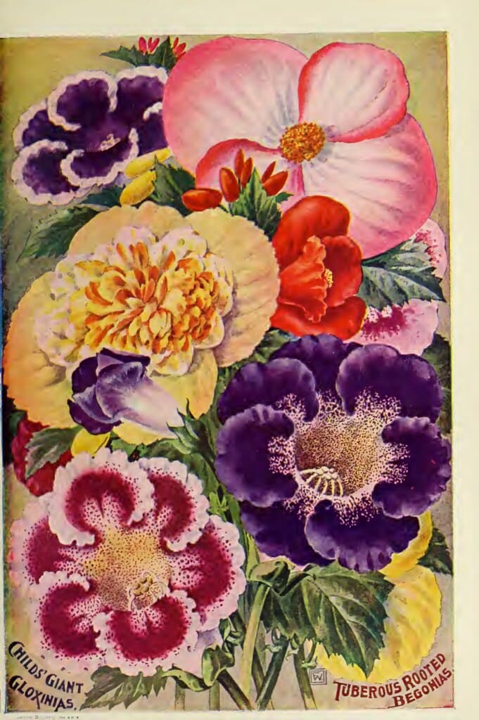 Gloxinias and Begonias. John Lewis Childs 1900