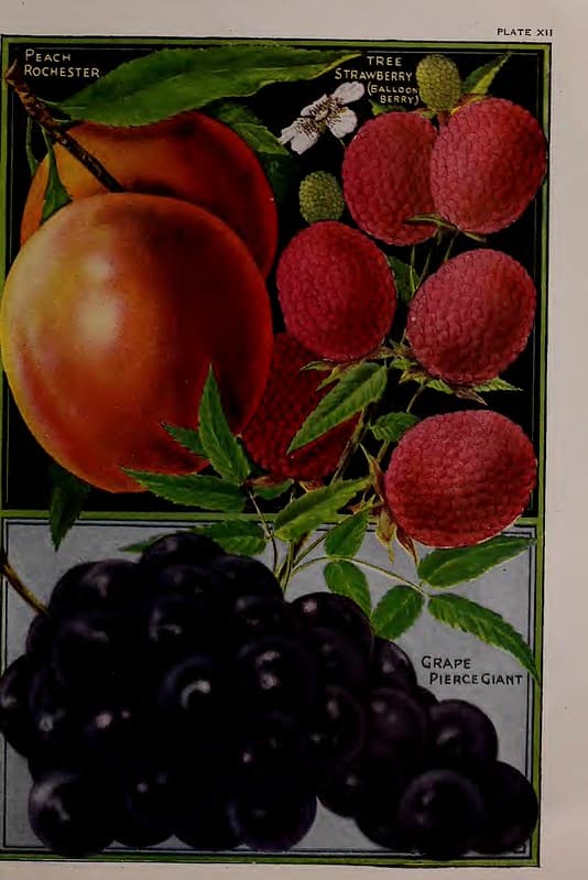 Peaches and Grapes. John Lewis Childs, Inc. (1922)