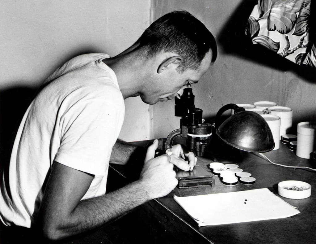 Binocularmicroscope, entomologist, entomology