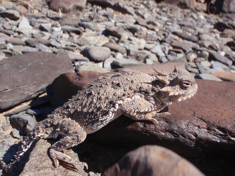 Desert horned lizard (Phrynosoma platyrhinos)