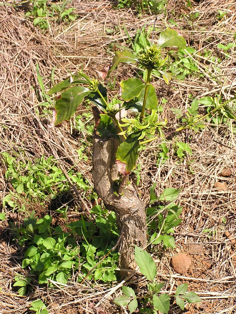 Coffee (Coffea arabica): Glyphosate herbicide injury to pruned plant