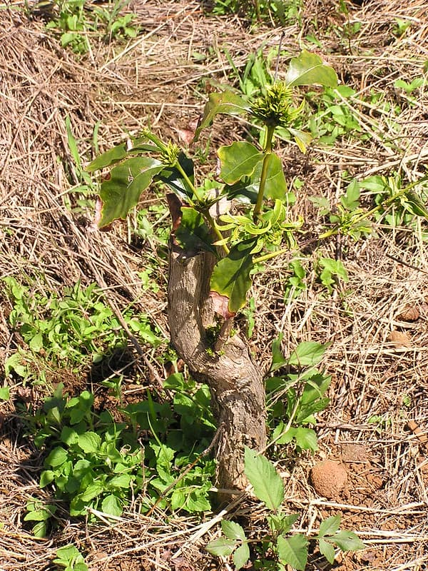 Coffee (Coffea arabica): Glyphosate herbicide injury to pruned plant