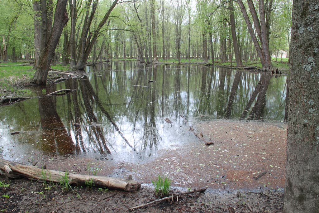 Flooded forest