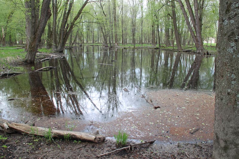 Flooded forest