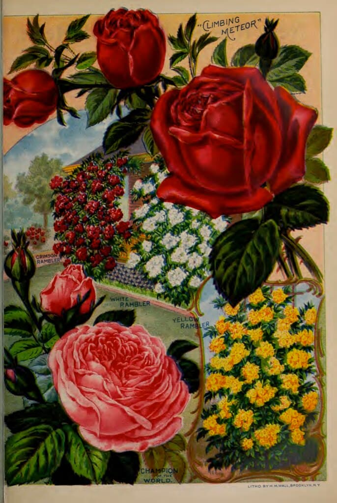 Botanical, botany, catalog