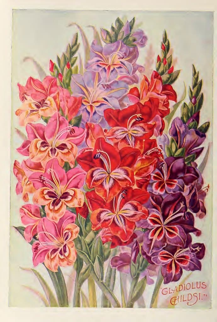 Gladiolus. John Lewis Childs, Inc. (1900)