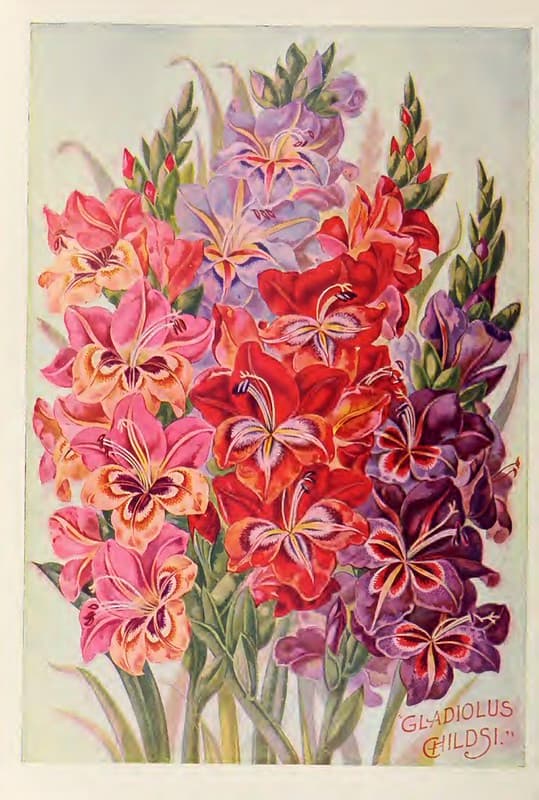 Gladiolus. John Lewis Childs, Inc. (1900)