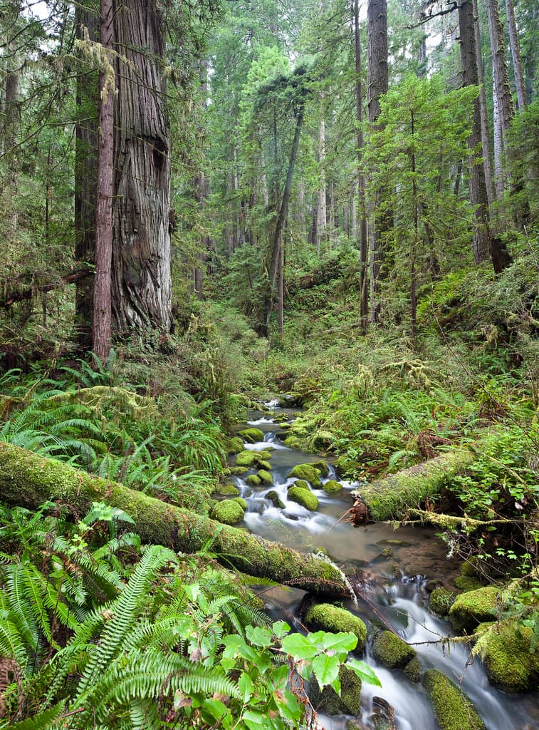 Headwaters Forest Reserve