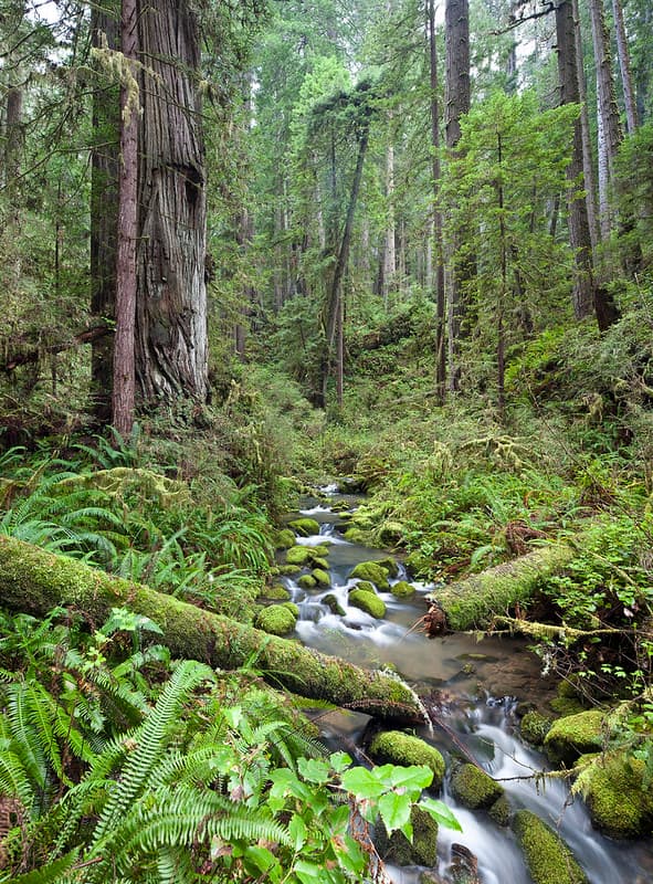 Headwaters Forest Reserve