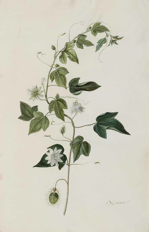 Botanical, botany, domain