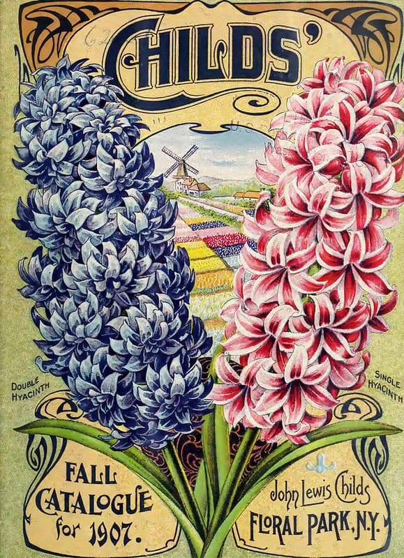 Hyacinths. John Lewis Childs, Inc. (1907)