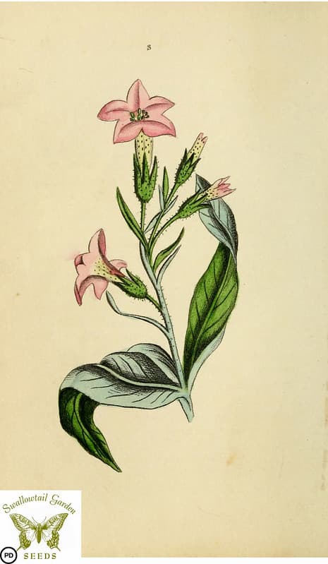 Botanical, botany, floraandthalia