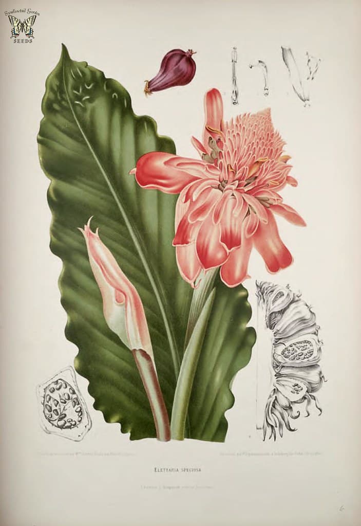 Thcentury, botanical, botany