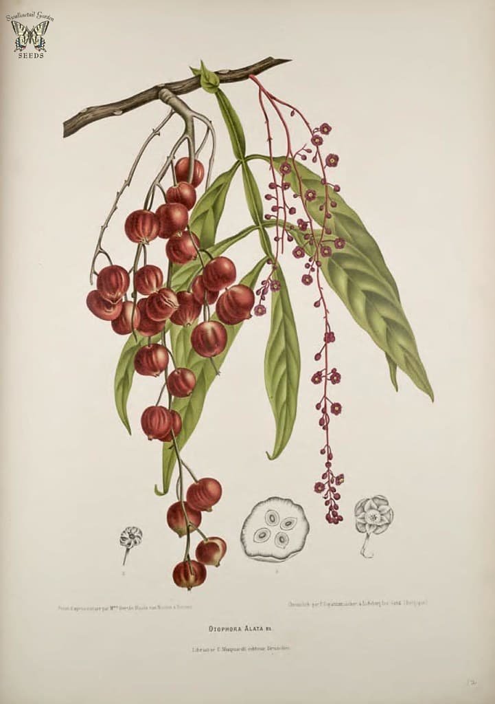 Thcentury, berries, botanical