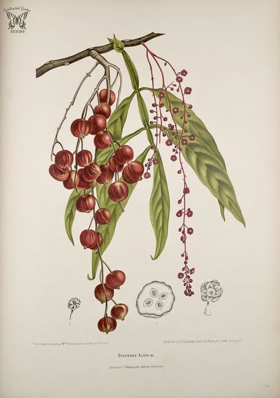 Thcentury, berries, botanical