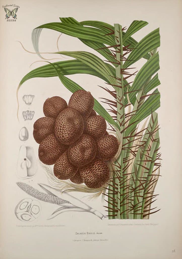 Thcentury, botanical, botany