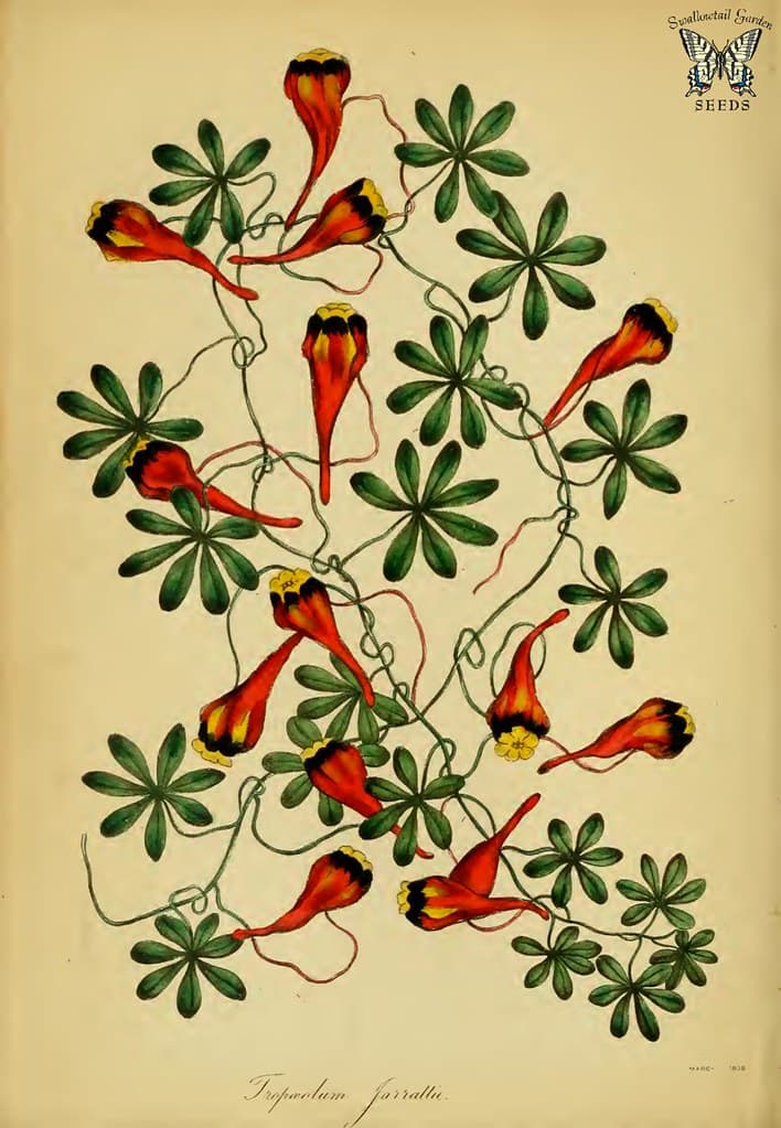 Thcentury, attribution, botanical
