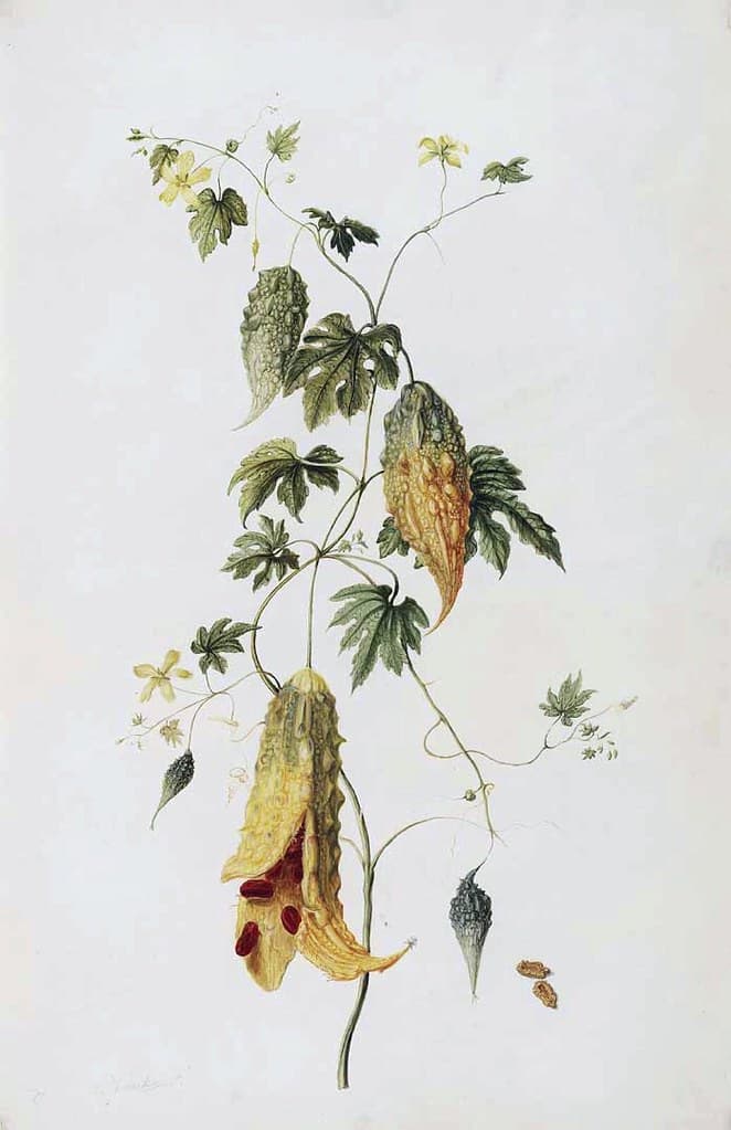 Thcentury, attribution, balsampear