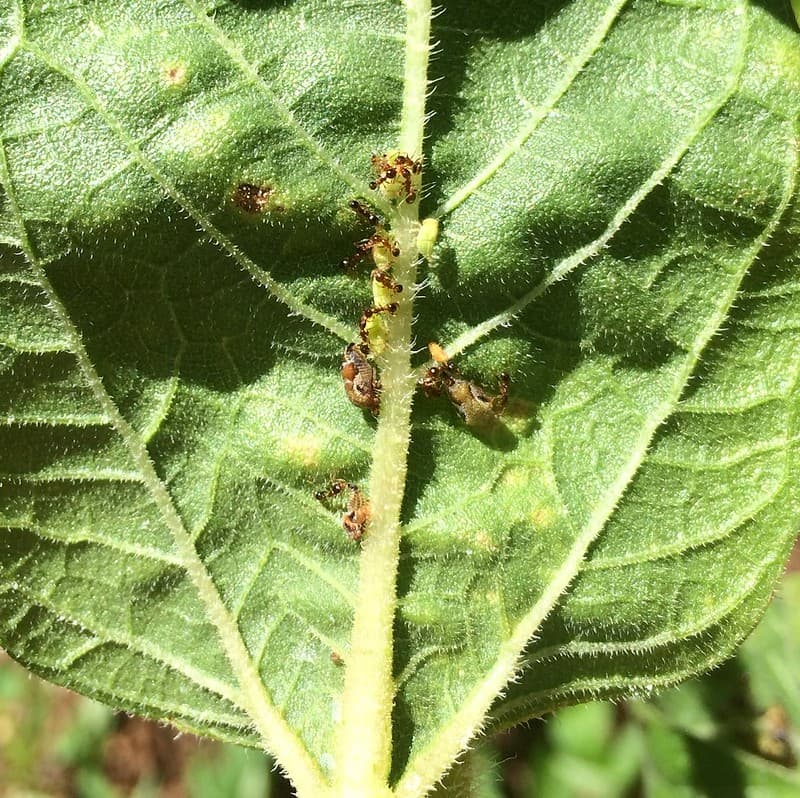 Ants tending planthoppers on a sunflower (Helianthus annuus) leaf