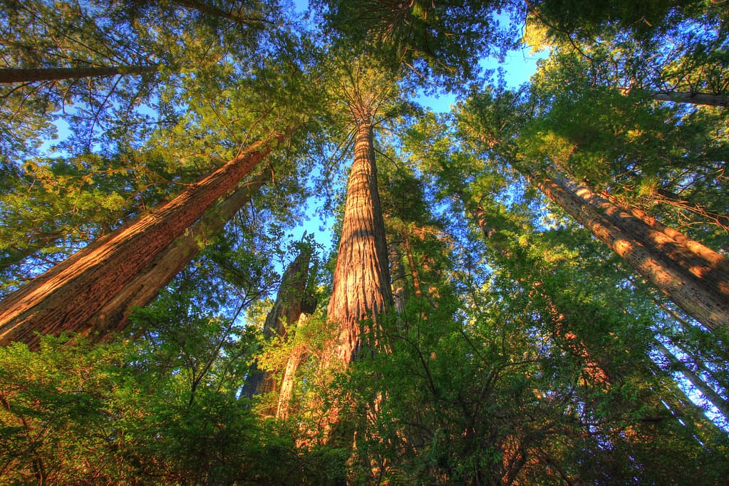Headwaters Forest Reserve
