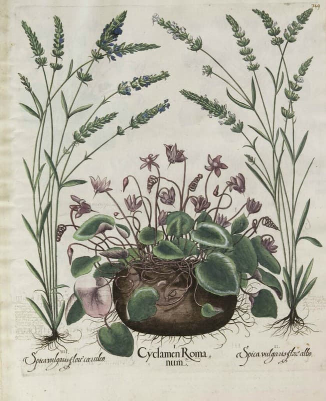 Thcentury, attribution, bessler