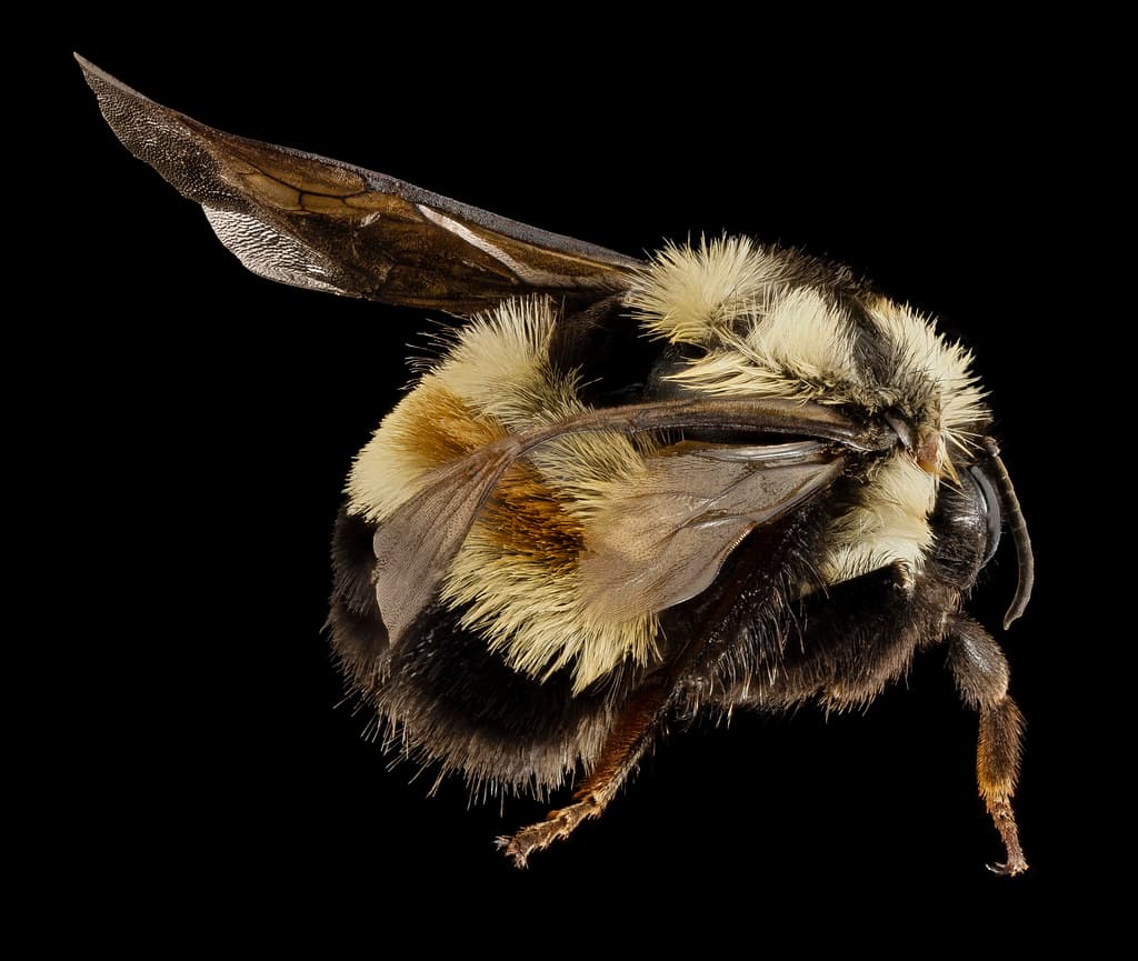 Aculeata, animal, animalia