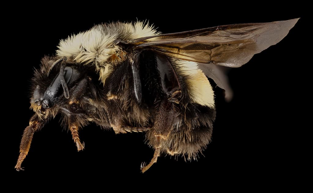 Aculeata, animal, animalia