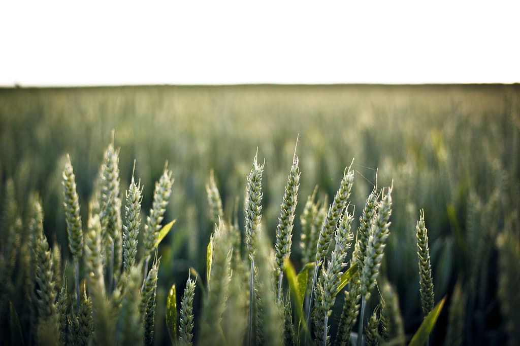 Rye Grass in Field
