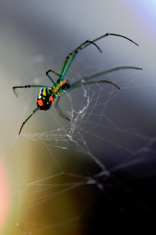Orchard Spider
