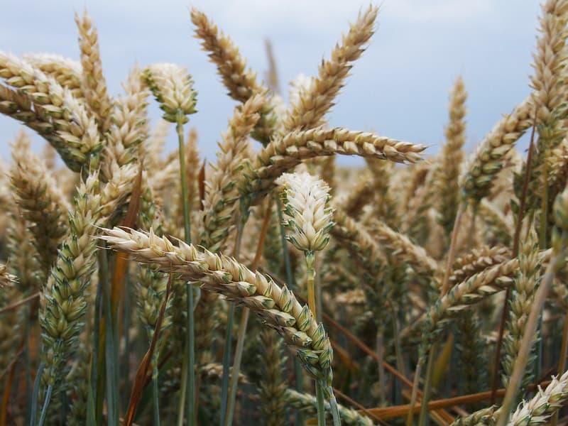 Wheat