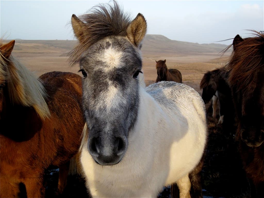 Hi, I am a Horse