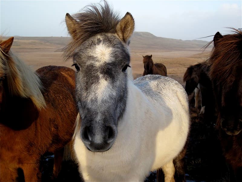 Hi, I am a Horse