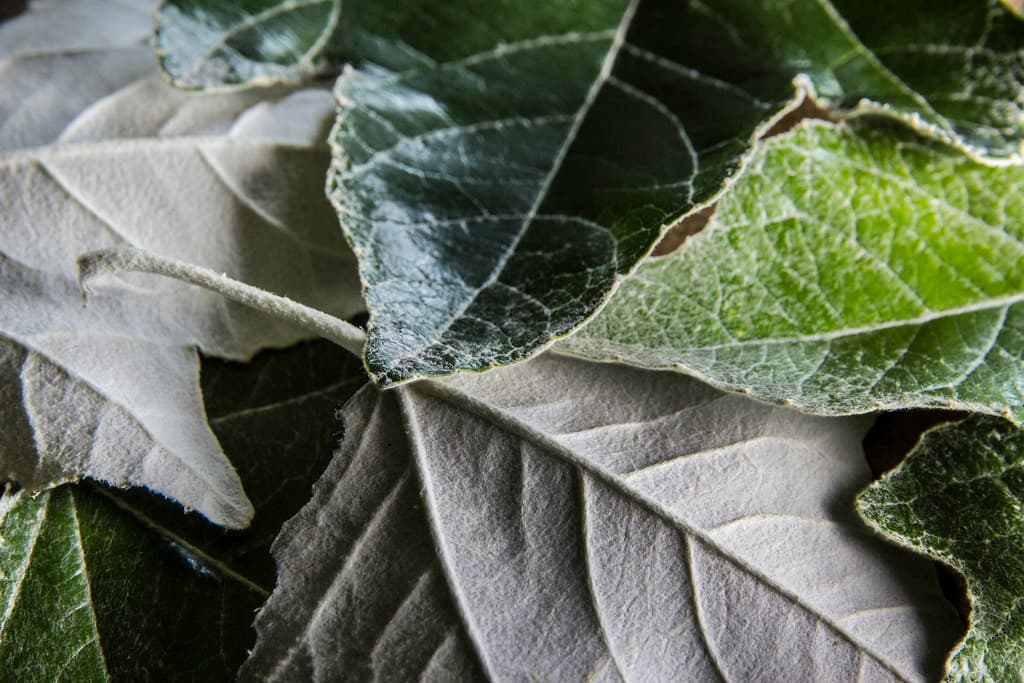 Leaf Texture - HMM